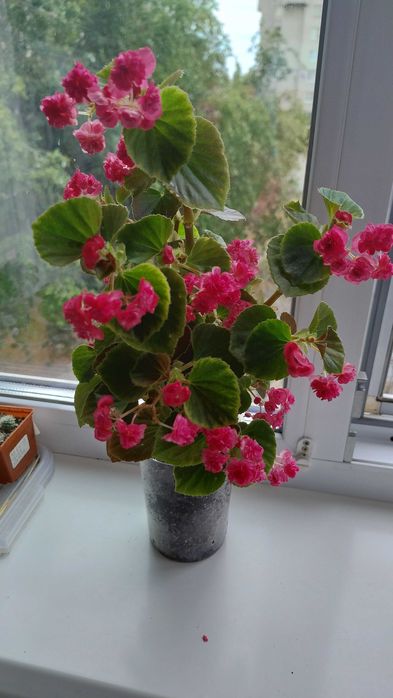 Бегония махровая вечноцветущая розовая, красная и белая