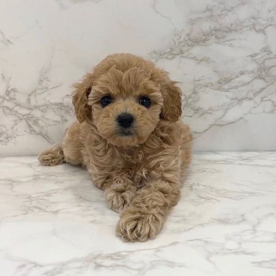 Мальтипу хлопчик у віці 2 місяці — охайний, щеплений, красивий