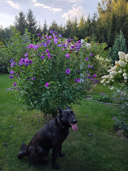 Oddam szczeniaki w typie owczarka belgijskiego