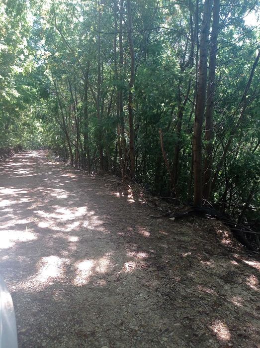 Pinhal com 1450 m2 situado no distrito de Coimbra, Arganil