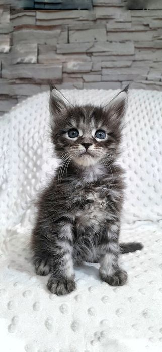 Елітна кошечка Мейн Кун — ніжність