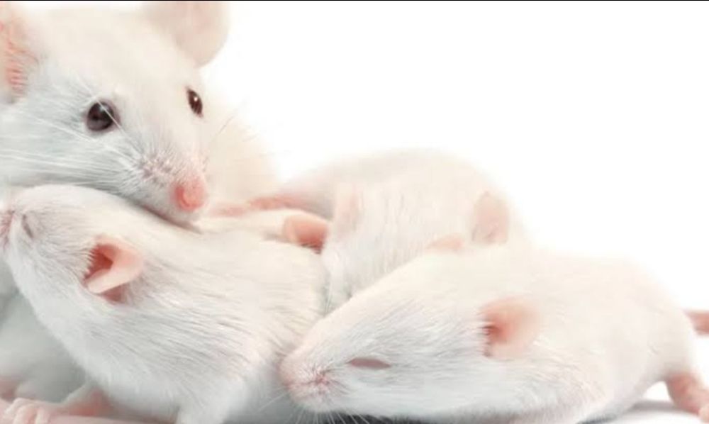 Мышки кормовые продаж