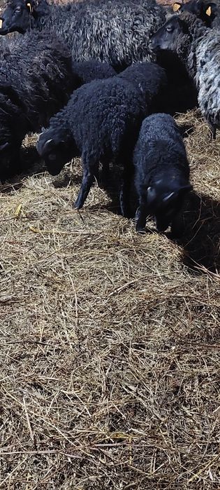 Sprzedam baranki owce wrzosówka