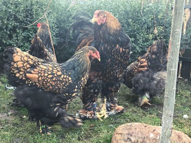 Інкубаційне яйце. Курчата, Брама спліш, золото.