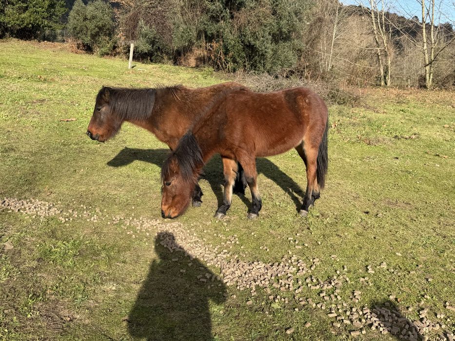 Cavalos garranos letra U
