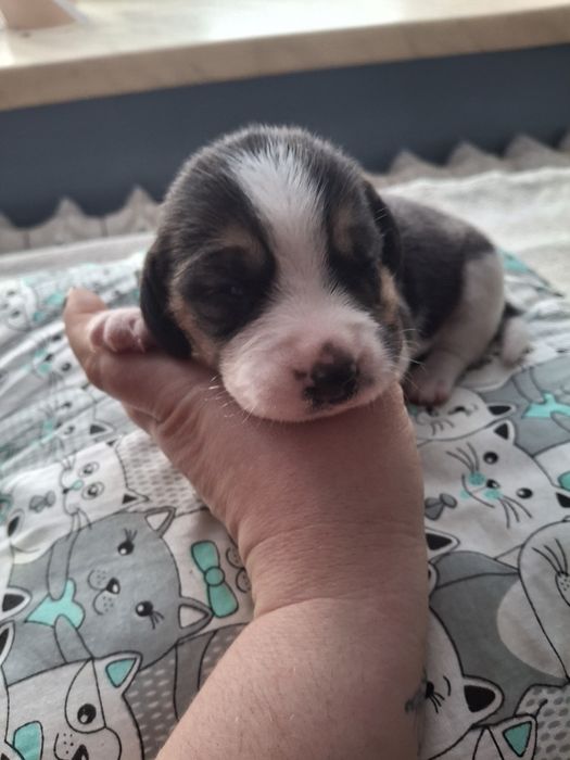 Beagle suczka rodowód