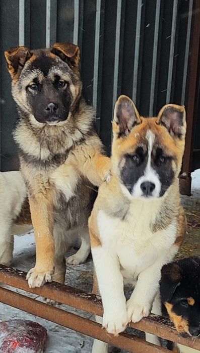 Американські малюки- цуценята