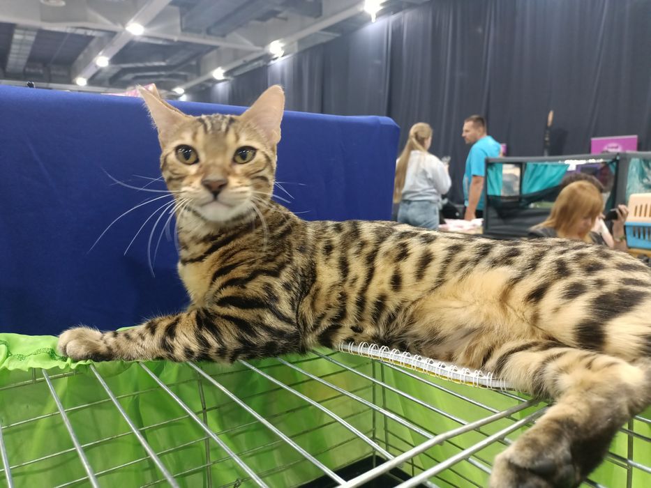 Бенгальская кошечка с документами клуба