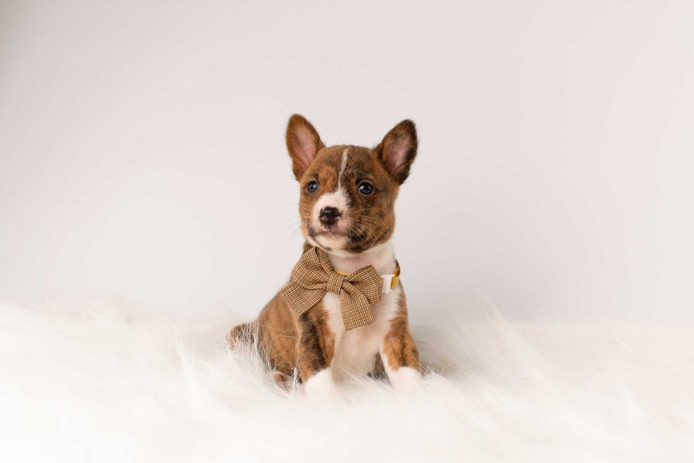 Pręgowane szczenięta Basenji