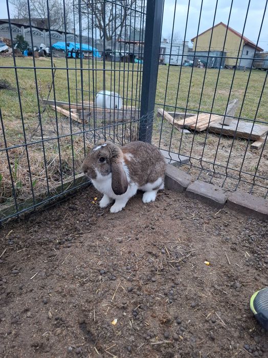 Sprzedam króliki samce