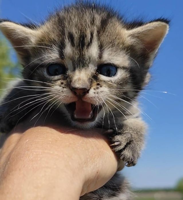 Кошечка тигровая