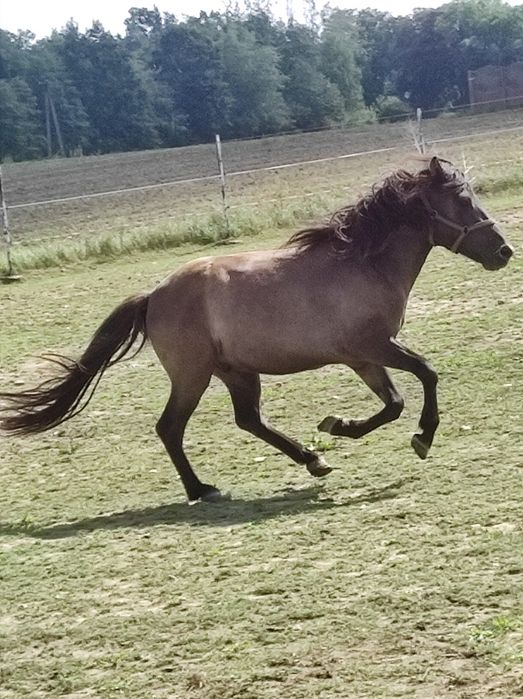 hucuł wałach huculski