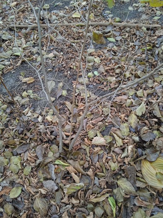 Саженцв ореха фундука,калины, и др.