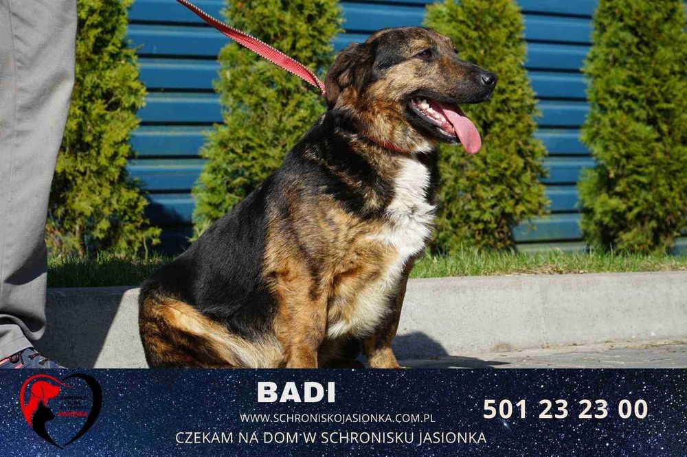 BADI do adopcji – Schronisko Jasionka