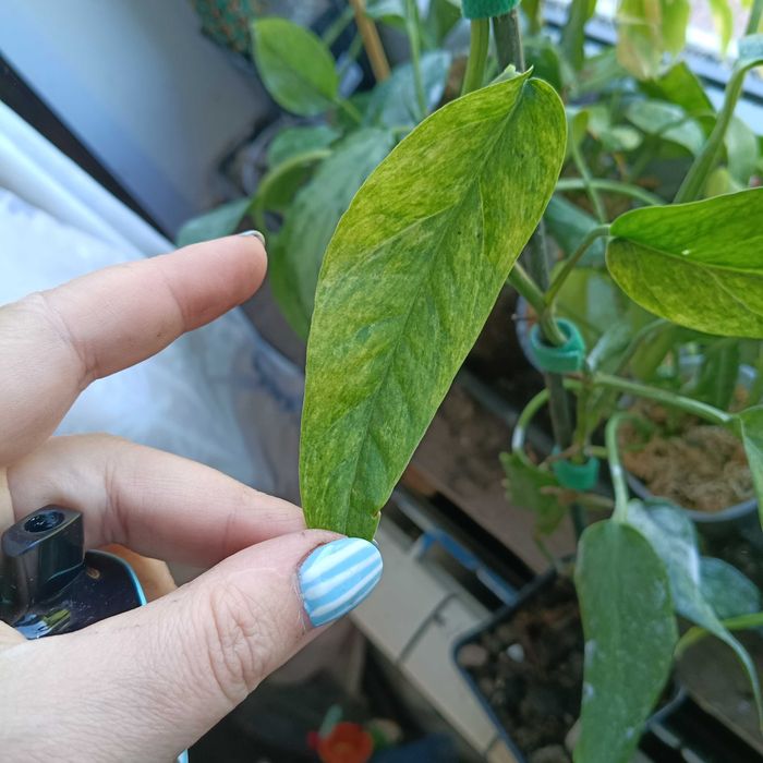 epipremnum cream mint-cięty szczyt