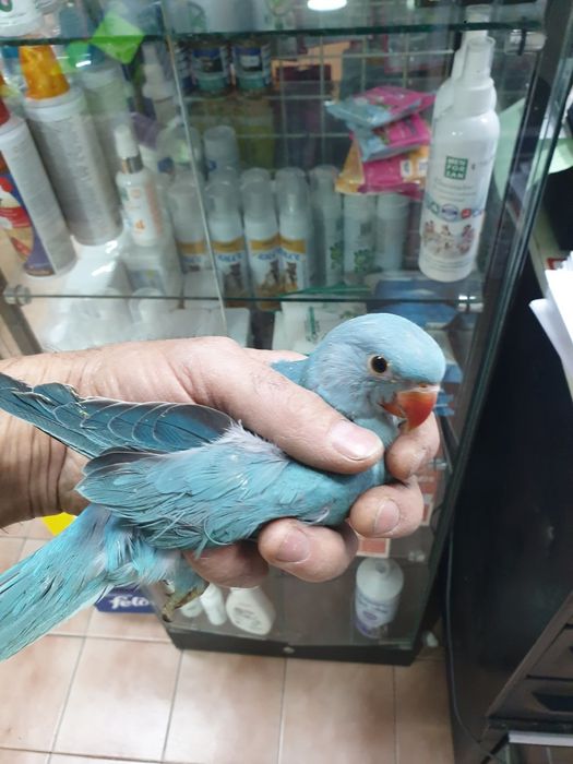 Ring neck demosticados