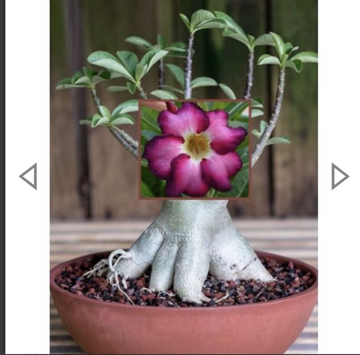 Комнатные цветы адениум