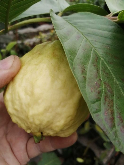 Sadzonka gujawy w doniczce 40 cm