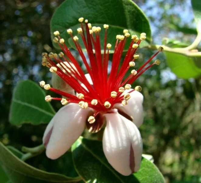AKKA SELLOWA Feijoa - sadzonki w doniczkach