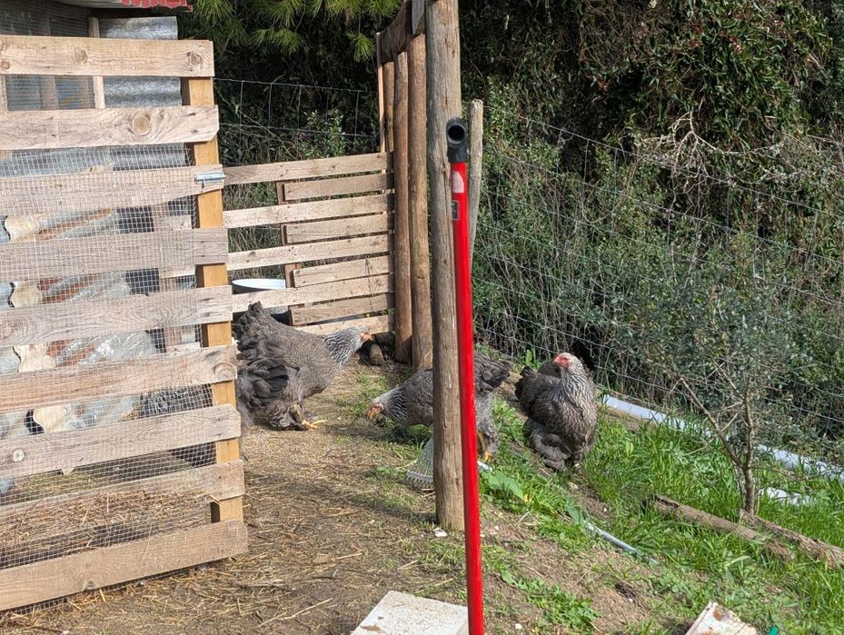 Ovos para incubação e pintos Brahma
