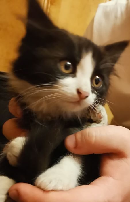 Кошинята безкоштовно