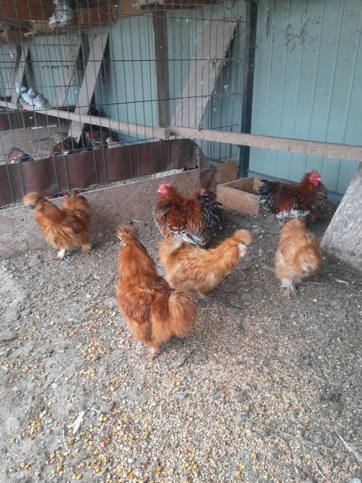 Silki koguty czerwone