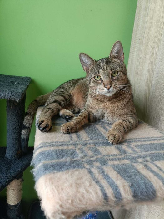 Eddie – profesjonalny pogromca wędek i kulek szuka domu!