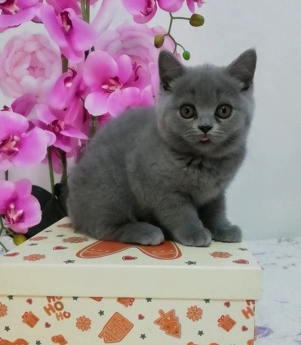 Kotka brytyjski fpl prawdziwy rodowód