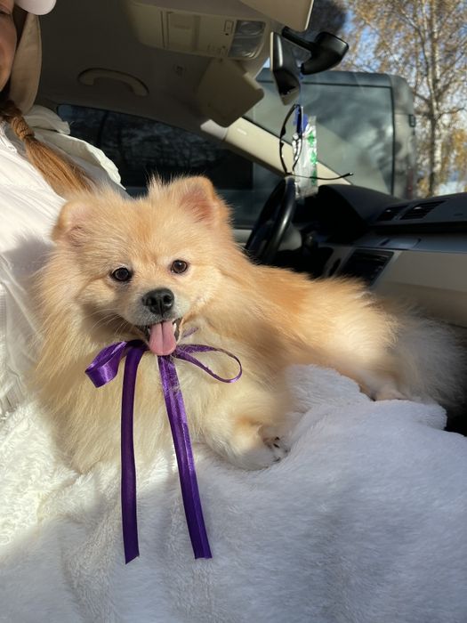 Померанські шпіци — Ці очі не забудеш ніколи