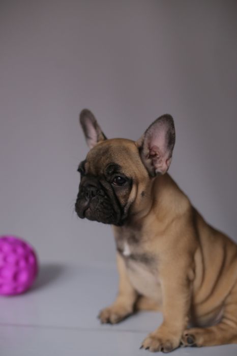 Продаються щенкі французького бульдога