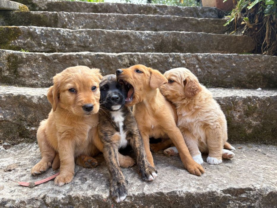 Cãezinhos com 2 meses 20€