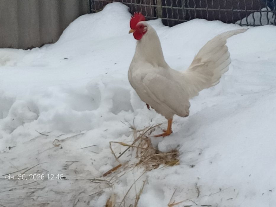 Продам кури ліліпути можливий обмін