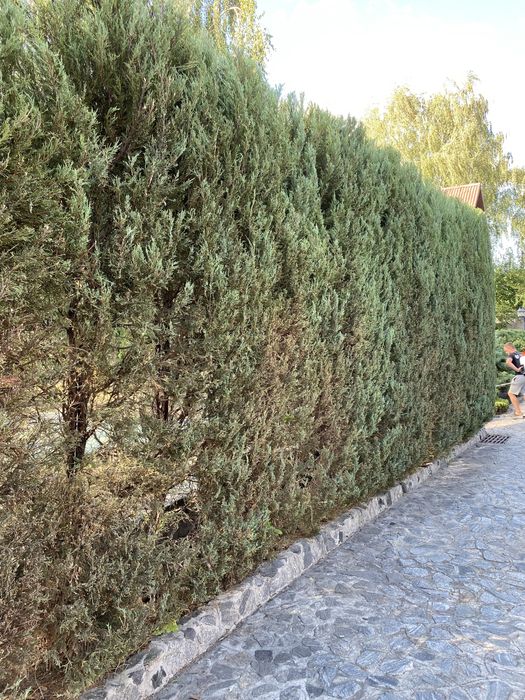 Обслуживания садочка _topiarnyyestrizhki_07?