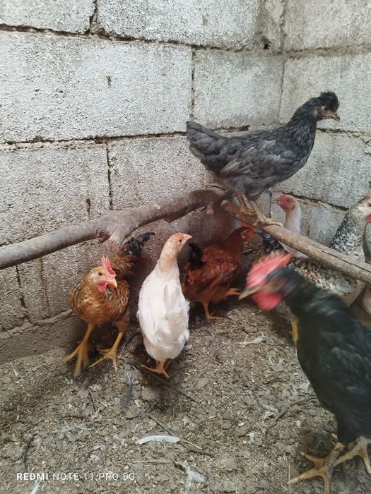Galinhas dos ovos azuis e ovos verdes