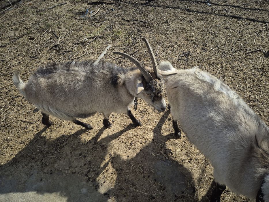 Продам дві кітні кози