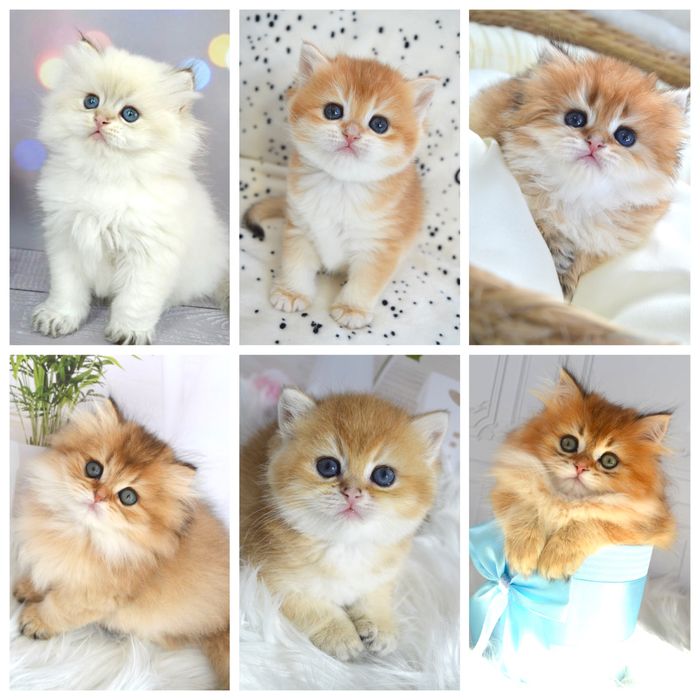 Британская золотая шиншилла