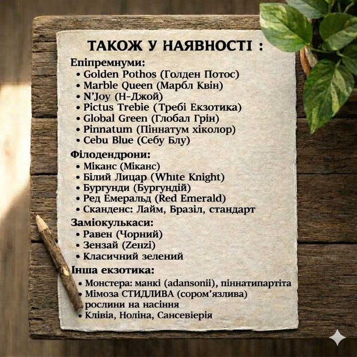 ‼️Колекція епіпремнумів/сциндапсусів