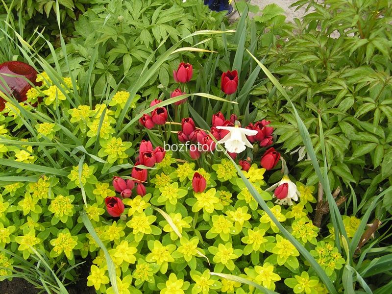 Sprzedam byliny do ogrodu 10szt