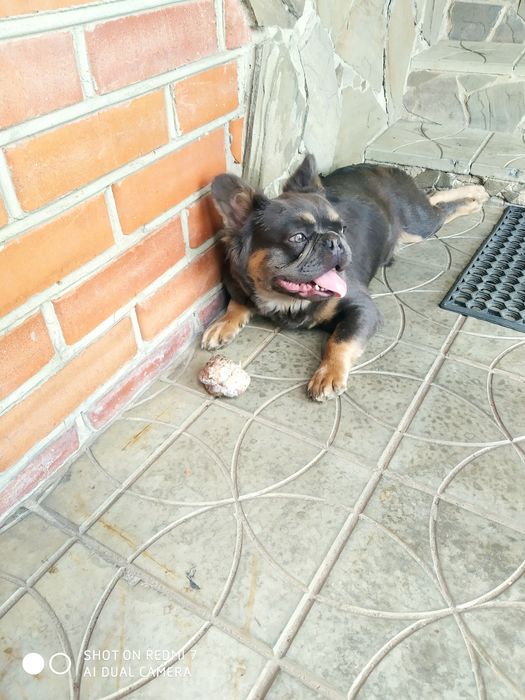 Французский бульдог для вязки цвета Изабелла