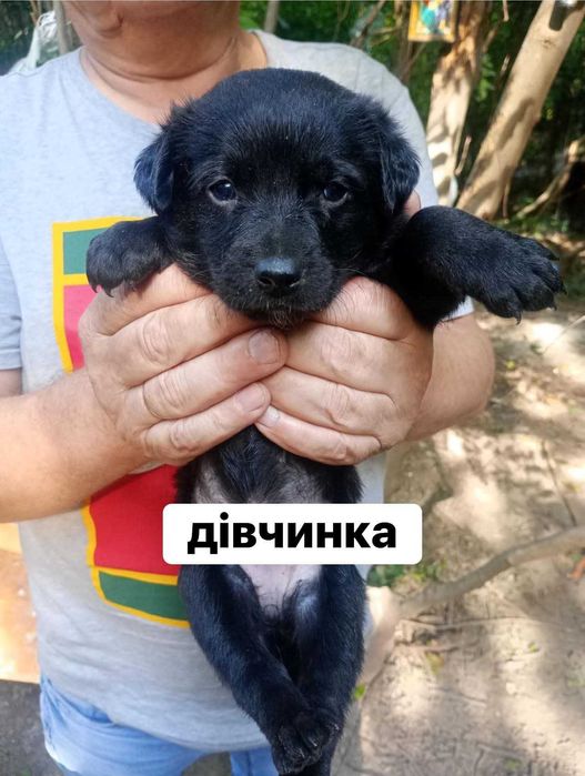 Цуценята безкоштовно