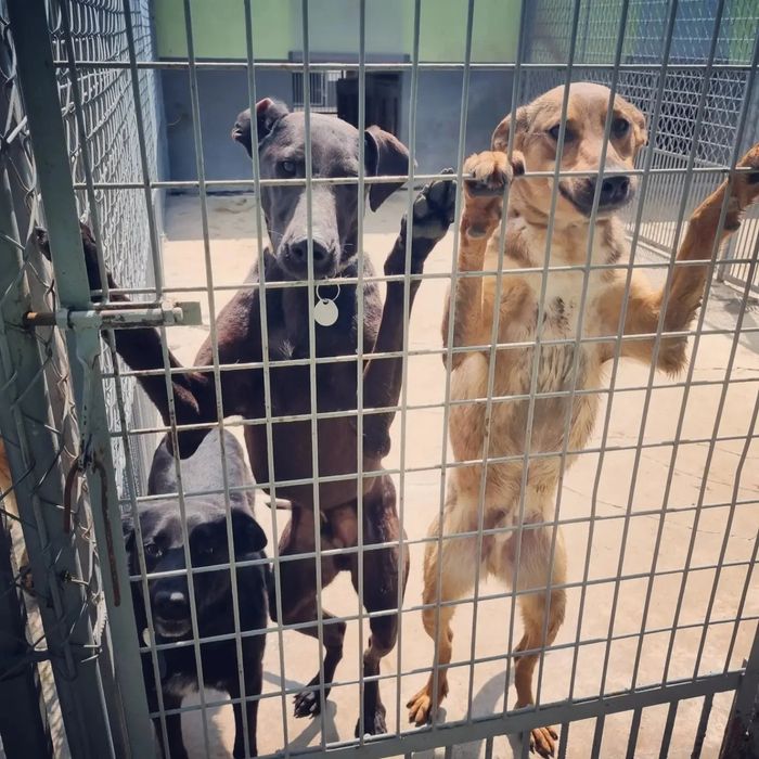 Poszukiwane domy tymczasowe. Pomóż im opuścić betonowe boksy.