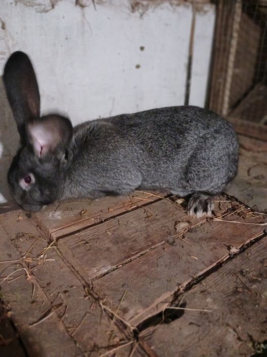 Продам кролі порід шиншила ,сірий велетень ,німецький строкач. В наявн