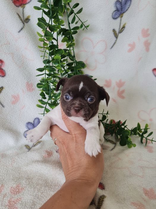Excelente mini Chihuahua/Chiuaua de Qualidade. Lunhagem Russa