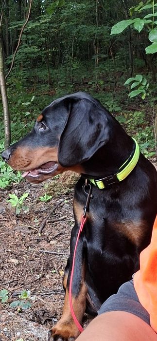 Doberman szczenie FCI