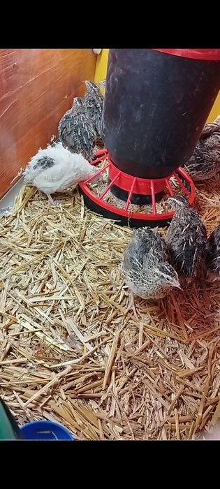 Jajka przepiórcze konsumpcyjne