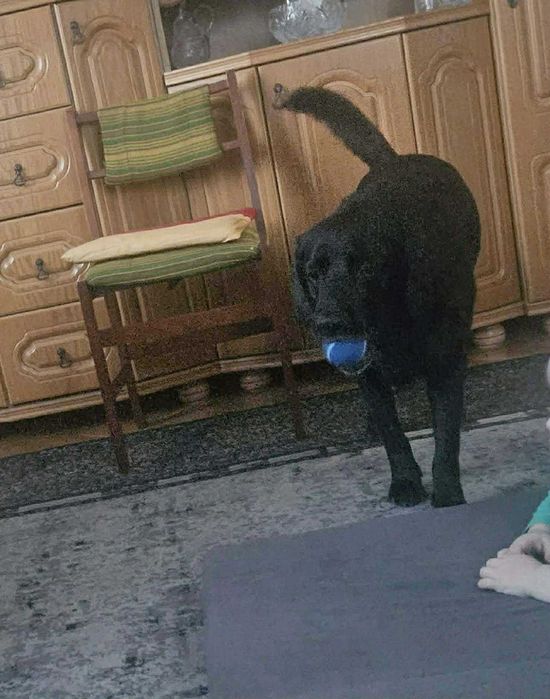 Kochany, łagodny, tulaśny, radosny, grzeczny labrador szuka domu