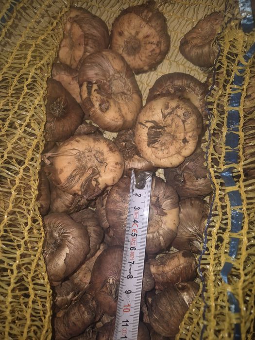 Cebulki mieczyków Mieczyki kwiaty