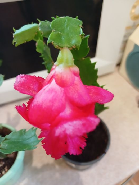 Шлюмбергера Aspen red