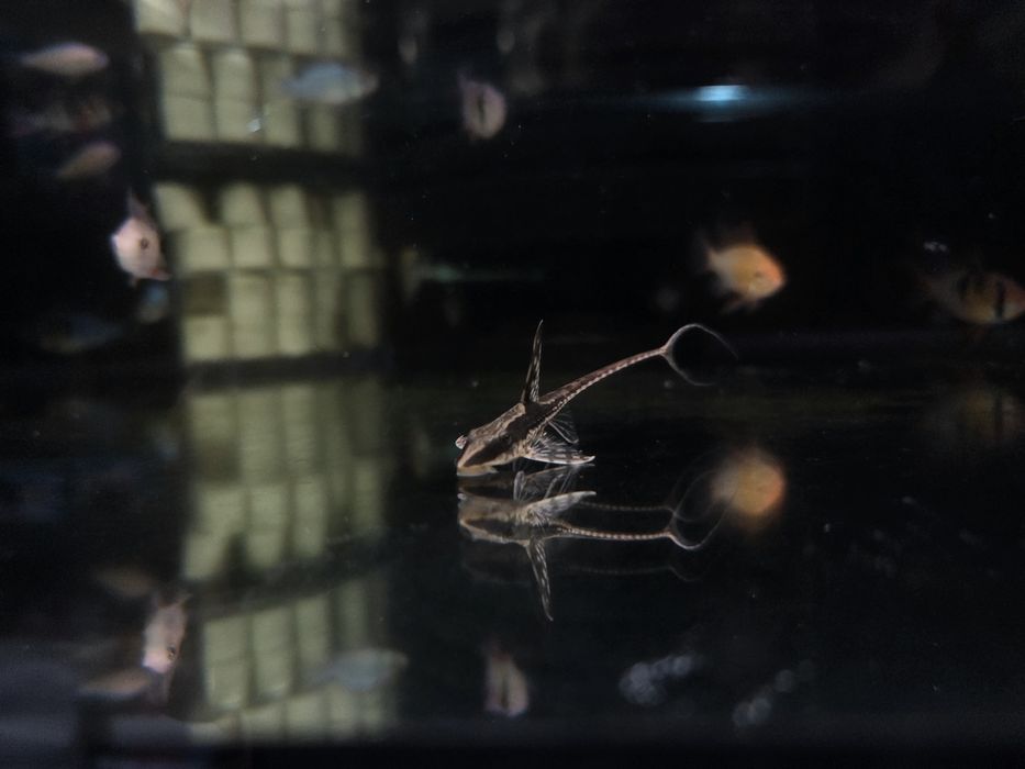 Sturisoma aureum
