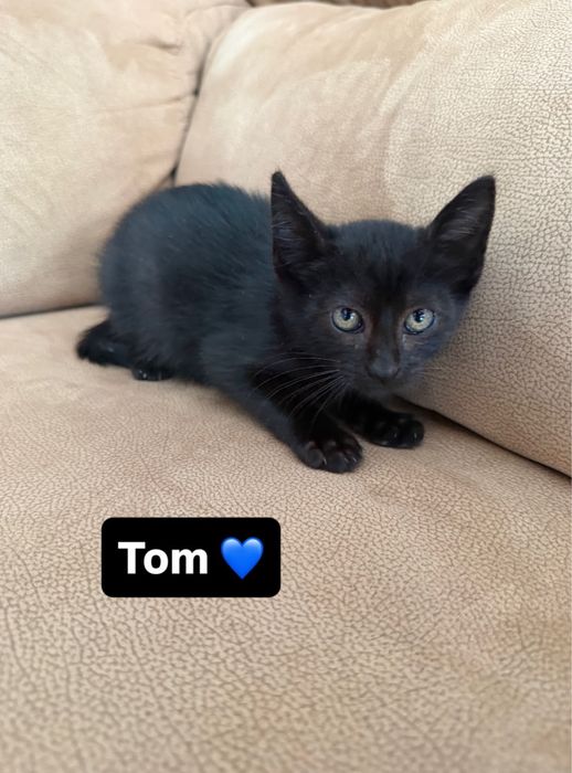 Gatinhos bebés para adocão responsável